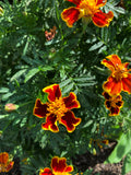 Orange Fire Marigolds