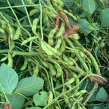 Panther Edamame Soybean
