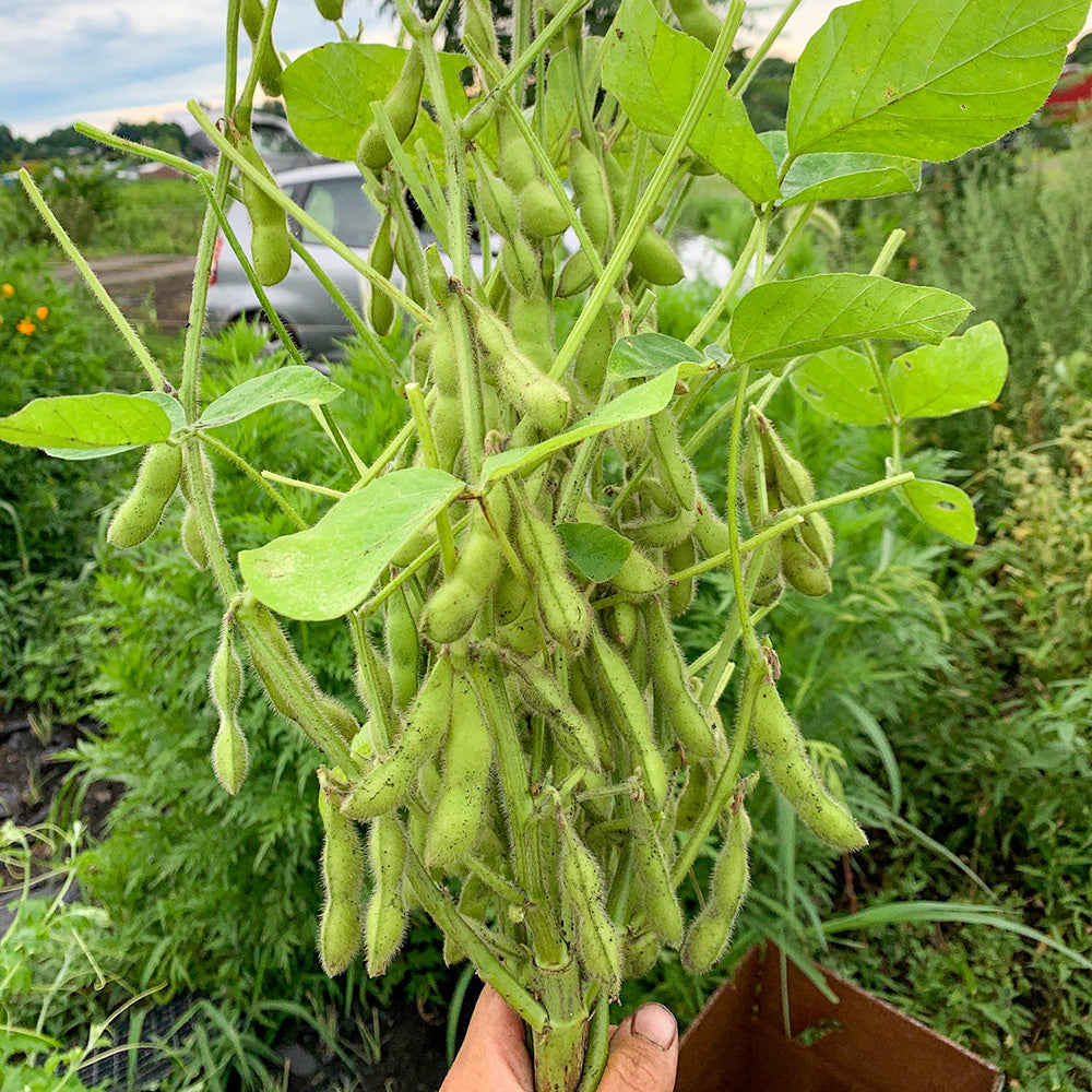 edamame seeds to plant Panther Edamame Soybean
