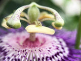 Passionflower