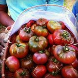 Paul Robeson Tomato