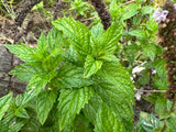Peppermint