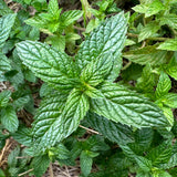 Peppermint