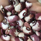 Simmon's Red Streak Lima Bean (Semi-Pole)