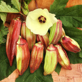 Hill Country Red Okra