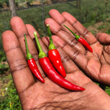 Piri Piri Mix