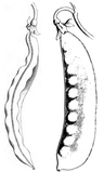 Pois Geant Sans Parchemin (Giant Snow Pea)