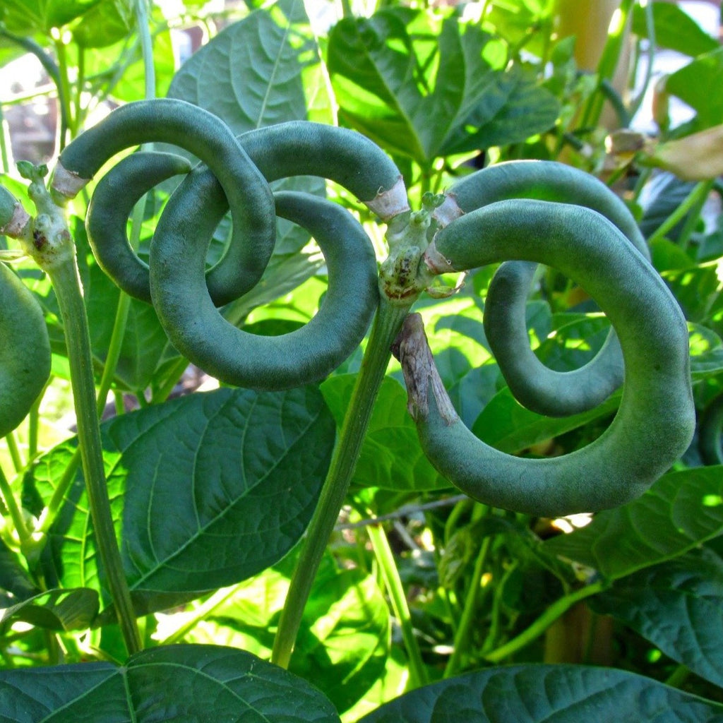 prayer bean plant Pretzel Bean