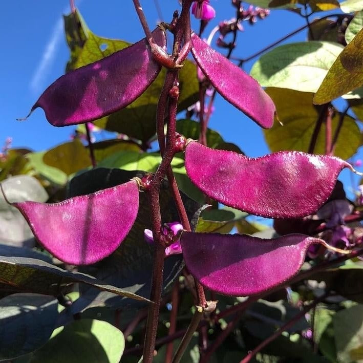 purple plant seeds Purple Hyacinth Bean – Truelove Seeds