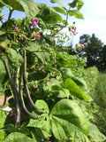 Rattlesnake Pole Bean