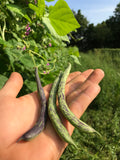 Rattlesnake Pole Bean