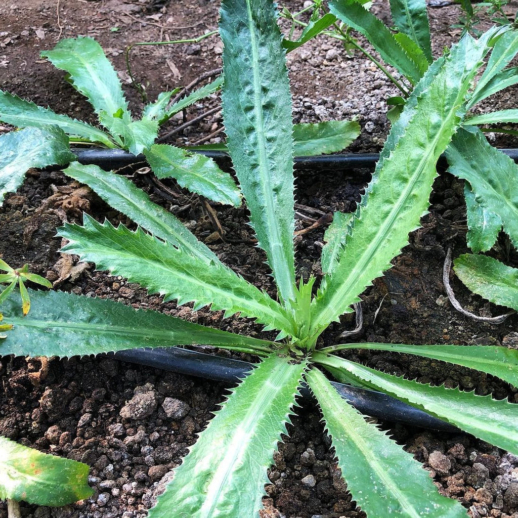 planting culantro seeds Recao (Culantro)