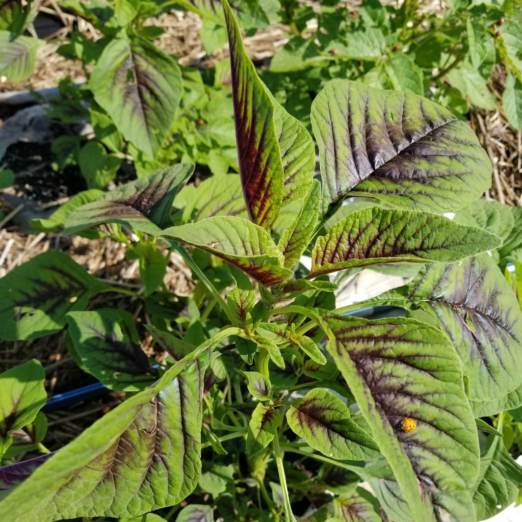 callaloo plant seeds Red Callaloo (Tete Pupa)