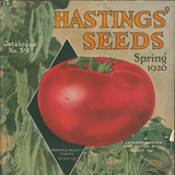 Redfield Beauty Tomato