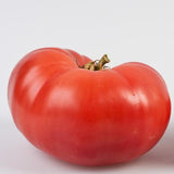 Redfield Beauty Tomato