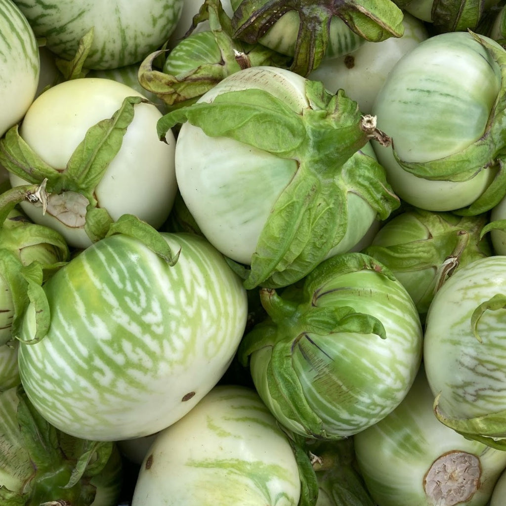 egg plant seed Round Green African Eggplant