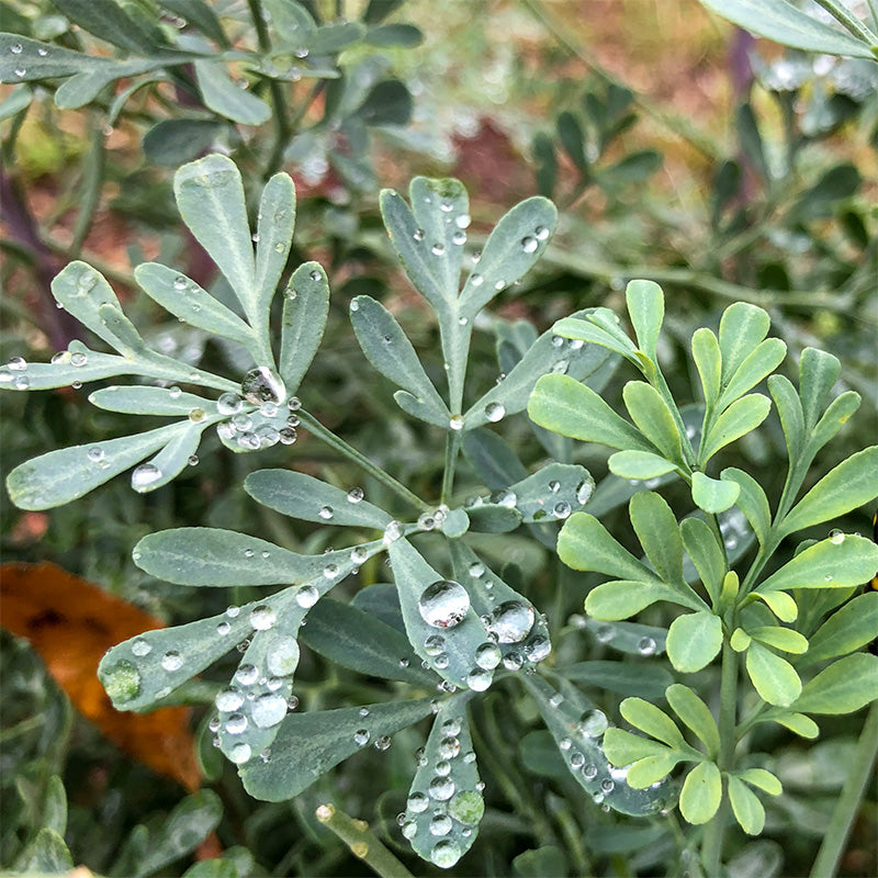 rue plant indoors Rue