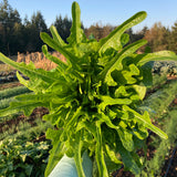 Sabatino’s "Peppe Insalata" Lettuce