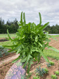 Sabatino’s "Peppe Insalata" Lettuce