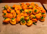 Scotch Bonnet Pepper