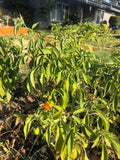 Scotch Bonnet Pepper