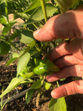 Scotch Bonnet Pepper