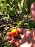 Scotch Bonnet Pepper