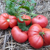 Aunt Lou's Underground Railroad Tomato