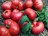 Aunt Lou's Underground Railroad Tomato