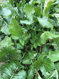 Seven Top Turnips