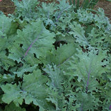 Dutch-Siberian Napus Kale Grex