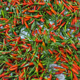 Siling Labuyo Pepper
