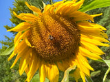 Standfast Sunflower
