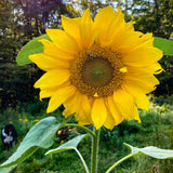 Standfast Sunflower