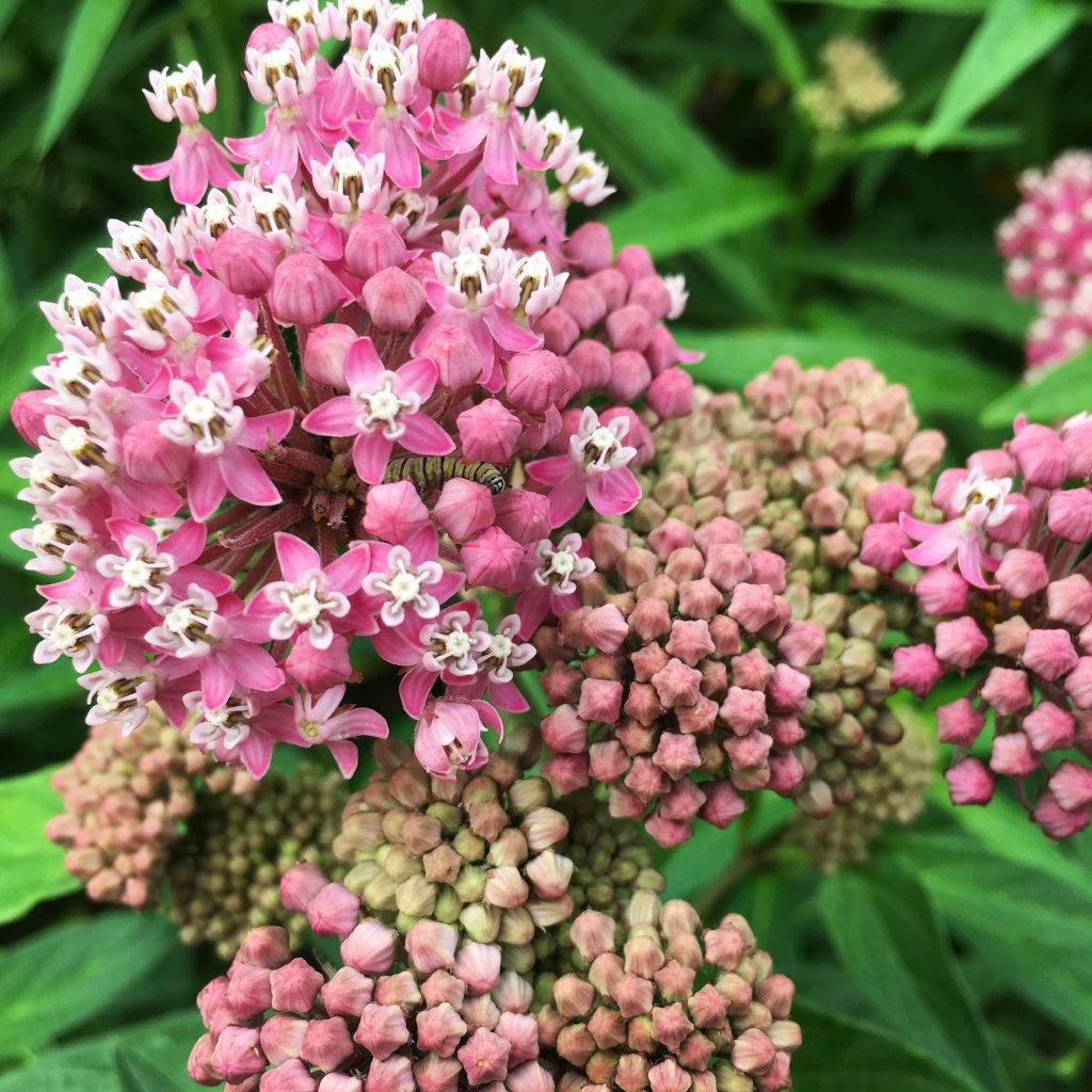 rose milkweed seeds Rose Milkweed