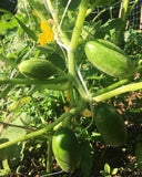 Syrian Smooth Cucumber