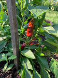 Szeged Paprika Pepper