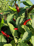 Szeged Paprika Pepper