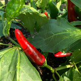 Szeged Paprika Pepper