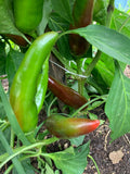 Szeged Paprika Pepper