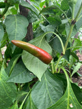 Szeged Paprika Pepper