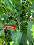 Szeged Paprika Pepper