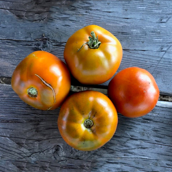 Thorburn's TerraCotta Tomato Truelove Seeds