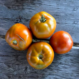 Thorburn's Terra-Cotta Tomato