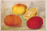 Thorburn's Terra-Cotta Tomato