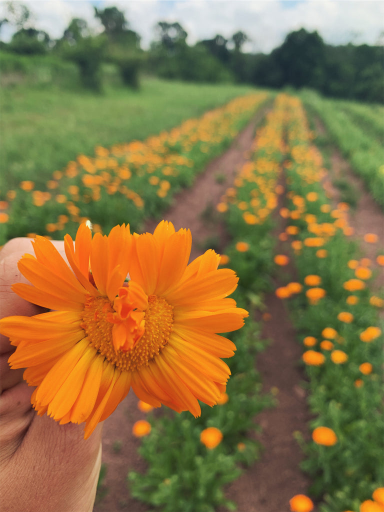 Alpha Calendula – Truelove Seeds