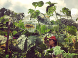 Transylvanian Giant Sunflower Mix