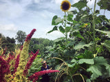 Transylvanian Giant Sunflower Mix