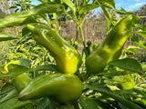 Vinny's Neapolitan Friariello (Italian Frying Pepper)