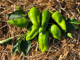 Vinny's Neapolitan Friariello (Italian Frying Pepper)